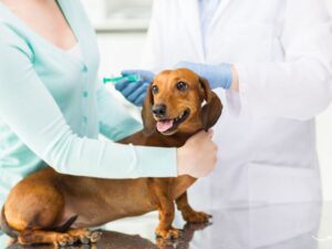 Understanding Your Pet Vaccination Record: Why It’s Crucial for Your Furry Friend’s Health